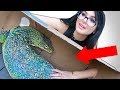 WHAT'S IN THE BOX CHALLENGE **LIVE ANIMALS**