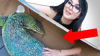WHAT'S IN THE BOX CHALLENGE **LIVE ANIMALS** WHAT'S IN THE BOX CHALLENGE **LIVE ANIMALS**