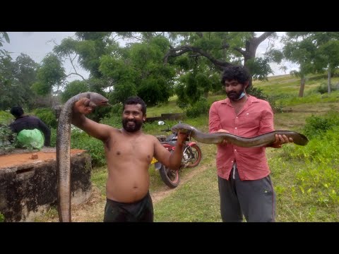 Eel fishing srilanka 🇱🇰 //Best fishing video//eel fish catching// amazing biggest eel fish 🐟