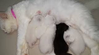 Mother Cat feeding her cuties five Kitten's #cat #video #viralvideo