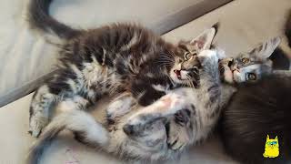 Maine Coon kittens 2 months old never sleep... /4K by Hug me! Our favorite cats. 955 views 1 year ago 1 minute, 31 seconds