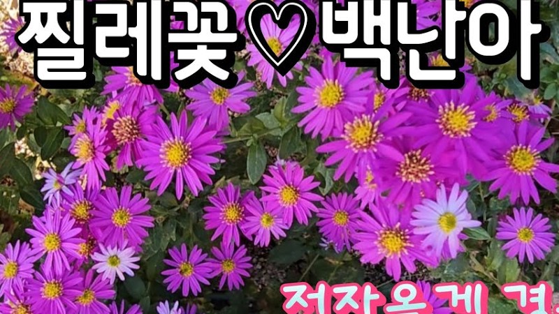 찔레꽃 / 백난아 / 전자올겐 경음악