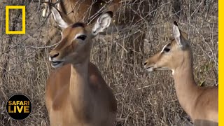 Safari Live - Day 174 | National Geographic