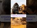 Unbelievable! Gorilla Protects Ostrich from Lion Attack! #gorilla #lion#rescue#animalrescue #ostrich