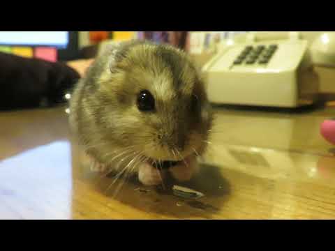 Sam the Djungarian Hamster