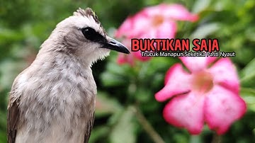 Trucukan GACOR ngalas ROPEL PANJANG suara alam AMPUH buat pancingan jadikan trucuk Gacor GARUDA