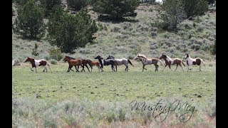 Drone Phantom 4 Oregon Alvord Desert Steens Mustangs