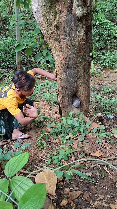 hewan apa di lubang pohon coba tangkap #nature #shortsviral