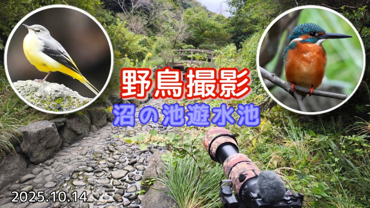 沼の池遊水池で野鳥撮影①｜キセキレイ・『カワセミ』に会えました