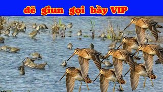 tiếng dẽ giun gọi bầy 2025 ngọc thùy ( vip ) mới nhất
