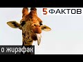 ⭐️ 5 ЗАБАВНЫХ фактов о ЖИРАФАХ