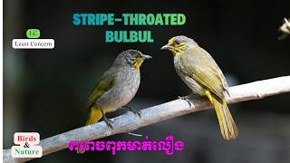 Part 10: Stripe-throated Bulbul (ពពេចពុកមាត់លឿង) screenshot 1