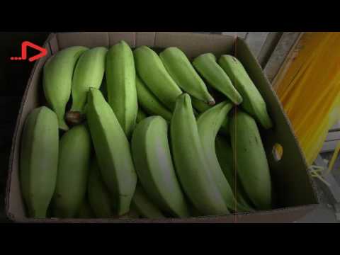 فيديو: جنة الموز