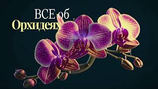 Все об Орхидеях/Значение цвета/Энергетика