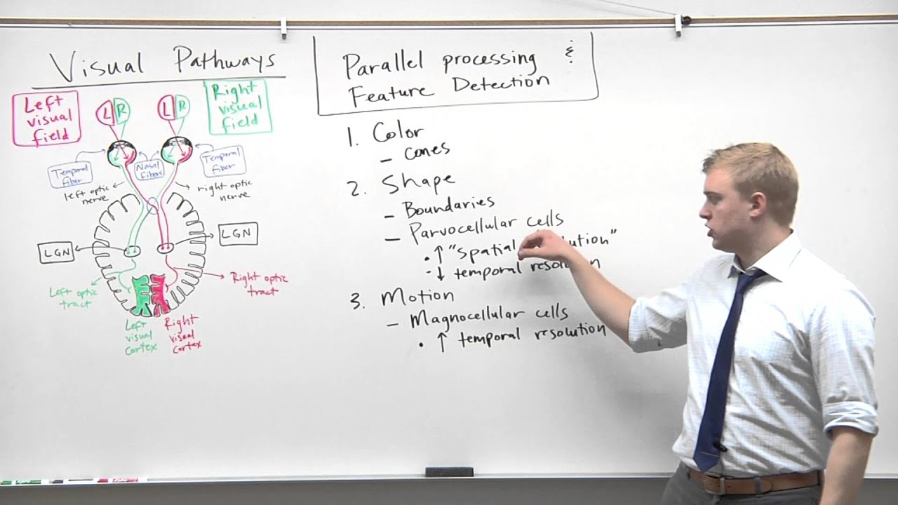 MCAT 2015 Psychology (14) - Feature Detection & Parallel Processing
