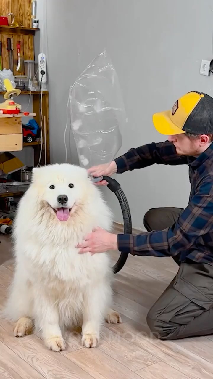 Turning Dog Fur into a Lightning McQueen Tapestry! ???
