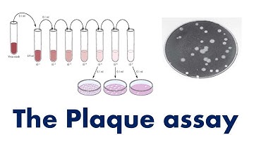 Plaque Assay: Assay for estimating viral titre or viral concentration [plaque forming units / mL]