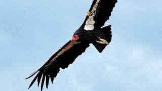 Conservation Success Stories: The California Condor