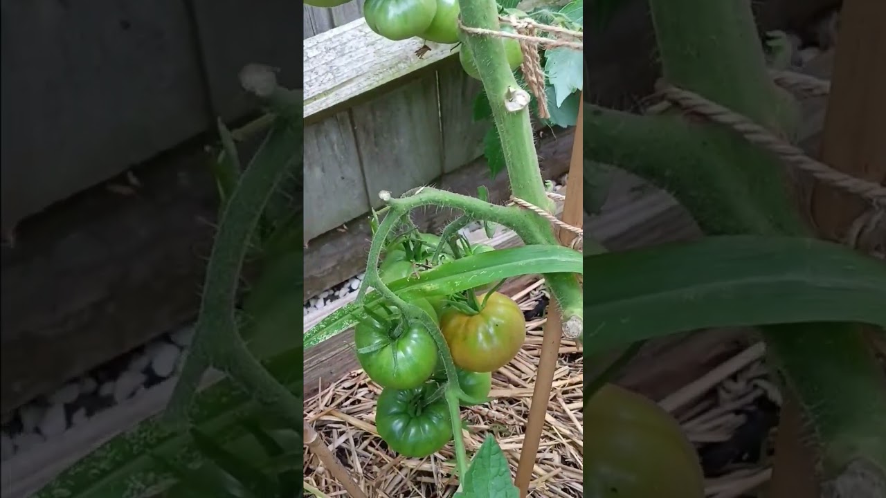 Bees and tomatoes 🥰 