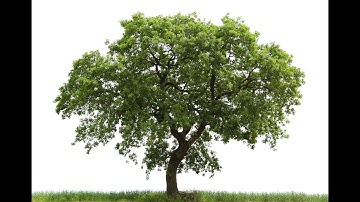 Creating TREES in Blender with a FREE!!! PROGRAM