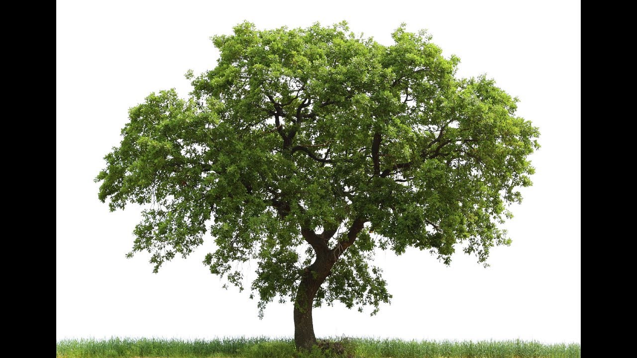 blender trees download blender trees download