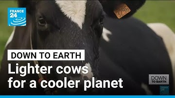 The cow of the future? France introduces smaller, low-emission livestock • FRANCE 24 English