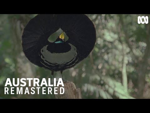 This Victoria's riflebird performs his dramatic dance | Australia Remastered