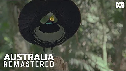 This Victoria's riflebird performs his dramatic da...