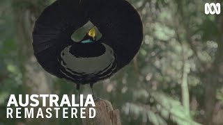 This Victoria's riflebird performs his dramatic dance | Australia Remastered