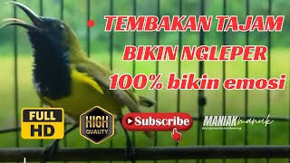 Download Lagu MASTERAN SOGON GACOR PENJEBOL EMOSI SOGON MACET BUNYI TUNGGU 1 MENIT PASTI SOGON RESPON ! #PART 263 MP3 Download Lagu MASTERAN SOGON GACOR PENJEBOL EMOSI SOGON MACET BUNYI TUNGGU 1 MENIT PASTI SOGON RESPON ! #PART 263 MP3