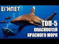ТОП-5 самых больших опасностей в Красном море