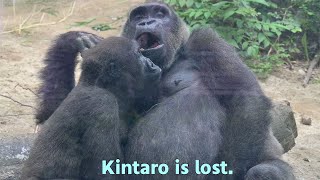 Gorilla Kintaro is not sure if  he should drink Genki's milk.【Kyoto city zoo/Gorilla Fam】