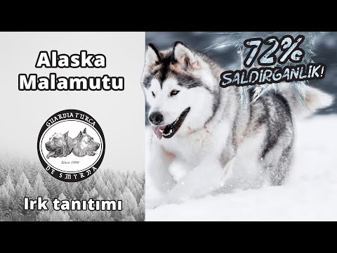 Video: Alaskan Malamute’in Dişlerini Temiz Tutmanın 3 Basit Yolu