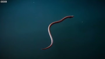Blue Planet II The Deep Brine Pool