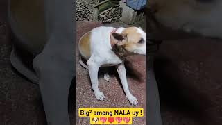 Big² among Nala??♥️♥️dogshorts doglover dog