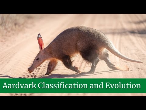 Aardvark વર્ગીકરણ અને ઉત્ક્રાંતિ, દેખાવ, રહેઠાણ, જીવનશૈલી, હકીકતો અને લક્ષણો