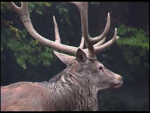 Видео: Еленови рога (снимка). Защо еленски рога? Кога елените хвърлят рогата си?