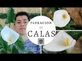 TRUCOS PARA QUE FLOREZCAN LAS CALAS || ALCATRAZ || FLOR DE JARRO || CARTUCHOS