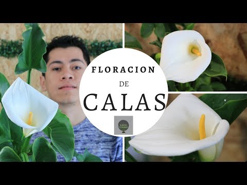 Vídeo: Aprèn a créixer i cuidar les flors de cala