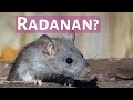 Radanan? + Recap (Intermediate)