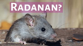 Radanan? + Recap (Intermediate)