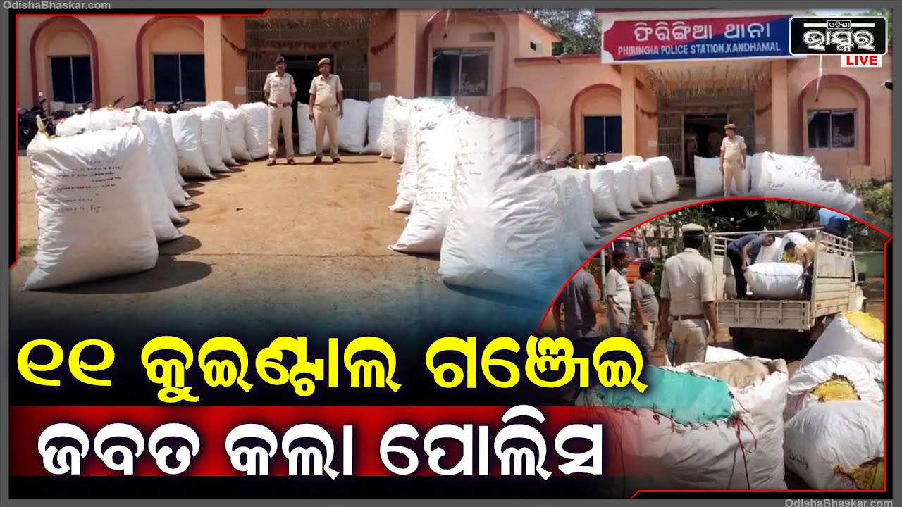 ୧୧ କୁଇଣ୍ଟାଲ ଗଞ୍ଜେଇ ଦେଖି ପୋଲିସ ଆଶ୍ଚର୍ଯ୍ୟ ହୋଇଗଲା I  ଘଟଣା ସ୍ଥଳରୁ ଗଞ୍ଜେଇ ମାଫିଆ ମାନେ ଫେରାର ହୋଇ ଯାଇଛନ୍ତି I