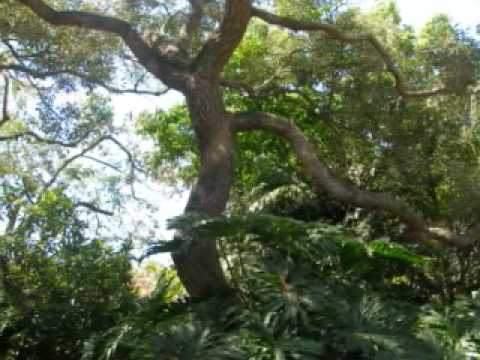 Foster Botanical Garden Honolulu Hawaii Youtube