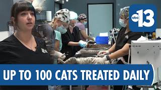 Stray Cat Population in Las Vegas Valley Continues to Grow