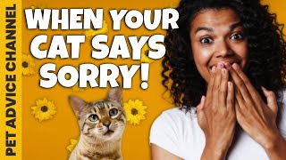 How do cats say sorry to their owner by Pet Advice Channel 990 views 2 years ago 5 minutes, 6 seconds