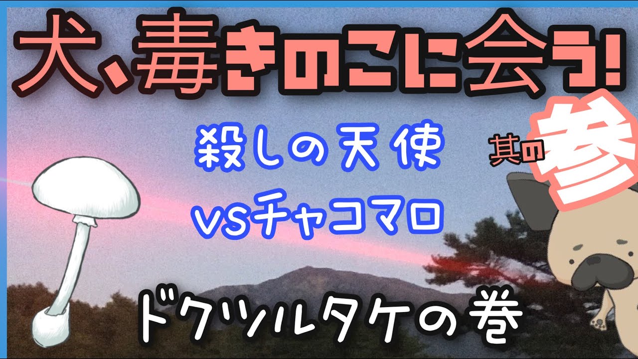 犬 毒きのこに会う 其の参 ドクツルタケの巻 専門家の解説付 Youtube