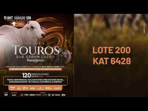 LOTE 200 - KAT 6428