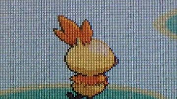 [ISHC #21] (BQ #1) LIVE! Shiny Torchic after 10,589 SRs!! (Sapphire)