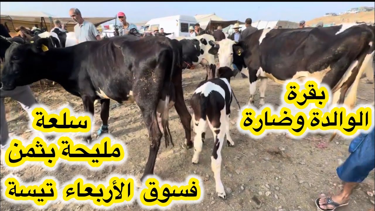 بقرة الوالدة وضارة فسوق أربعاء تيسة اقليم تاونات 06/08/2025