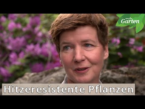 Video: Brauchen Rosen volle Sonne?